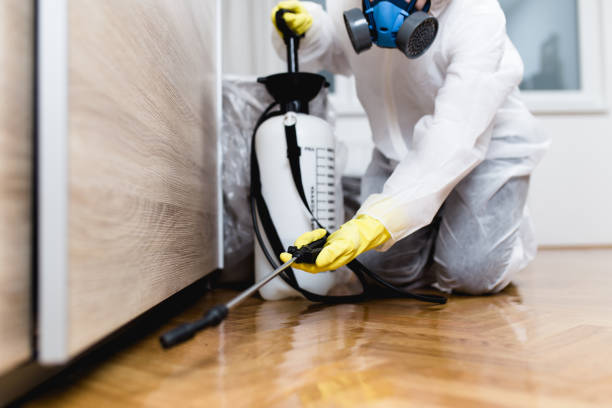 Best Wasp Removal Services  in Bridgeport, OH