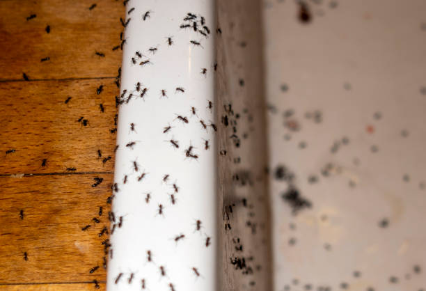 Bridgeport, OH Pest Control Company